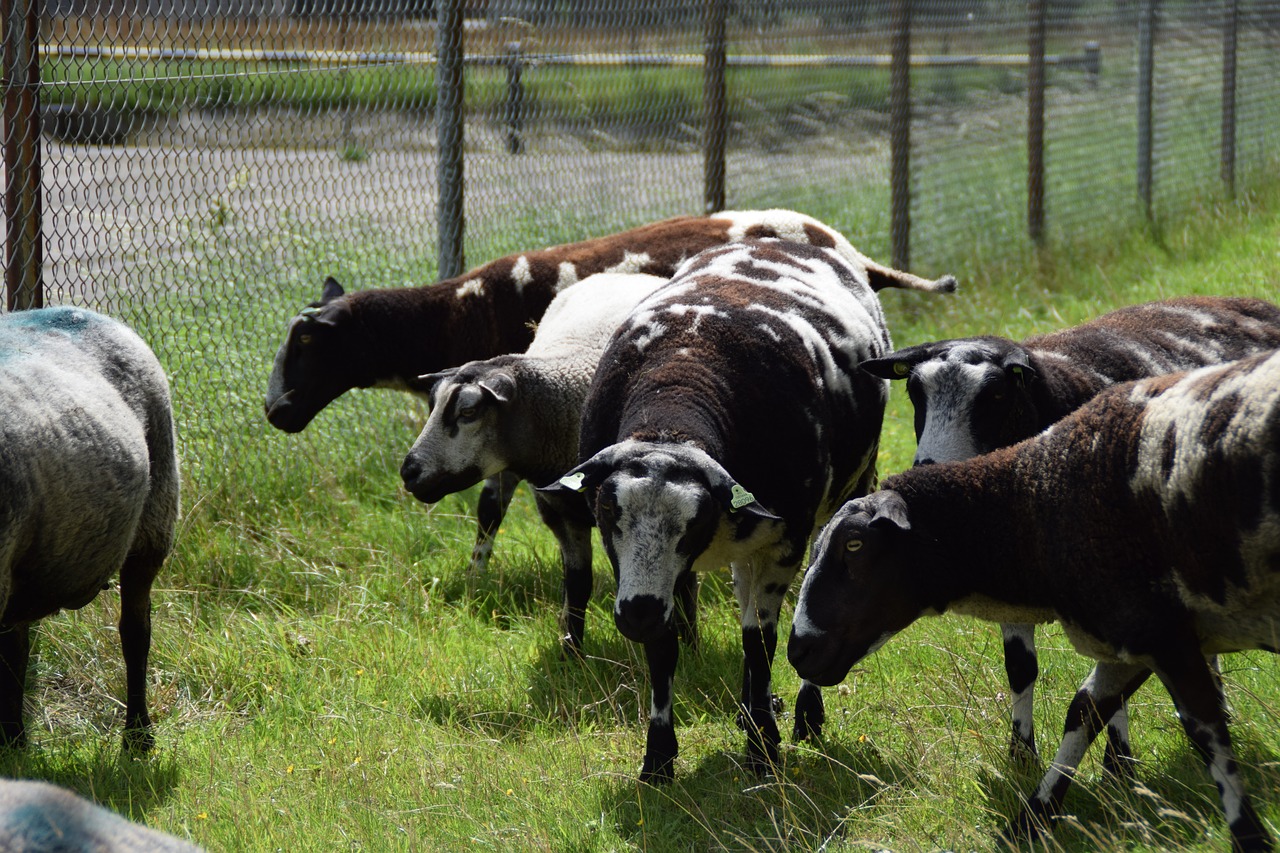 sheep  pasture  nature free photo