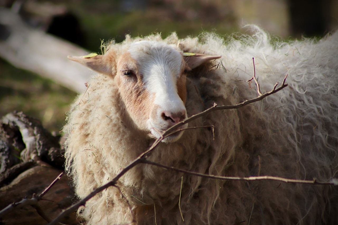 sheep  livestock  pet free photo