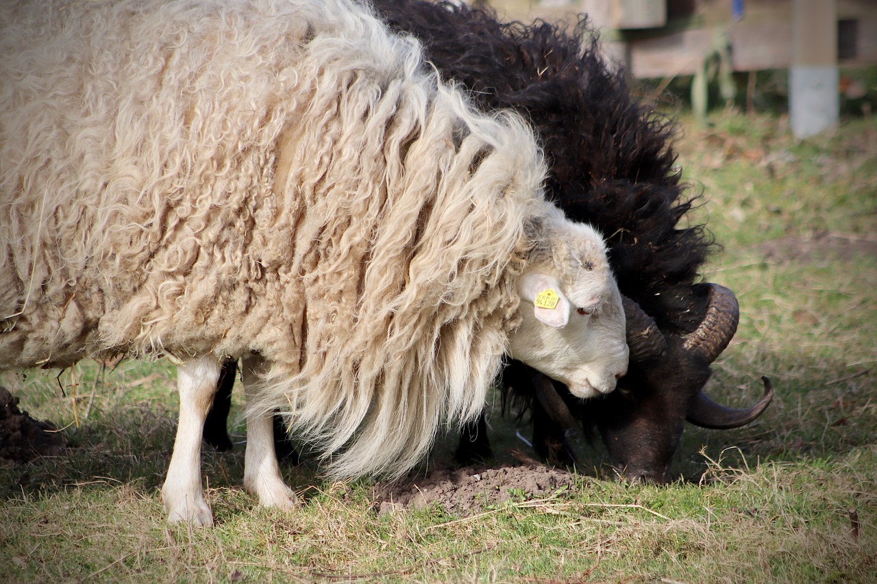 sheep  livestock  pet free photo