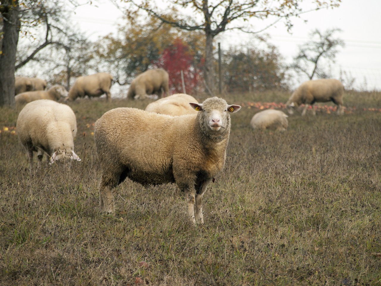 sheep  pasture  meadow free photo