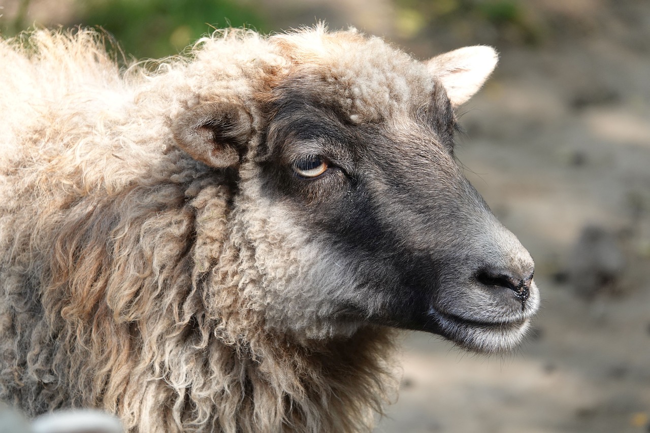 sheep  animal portrait  sheepshead free photo