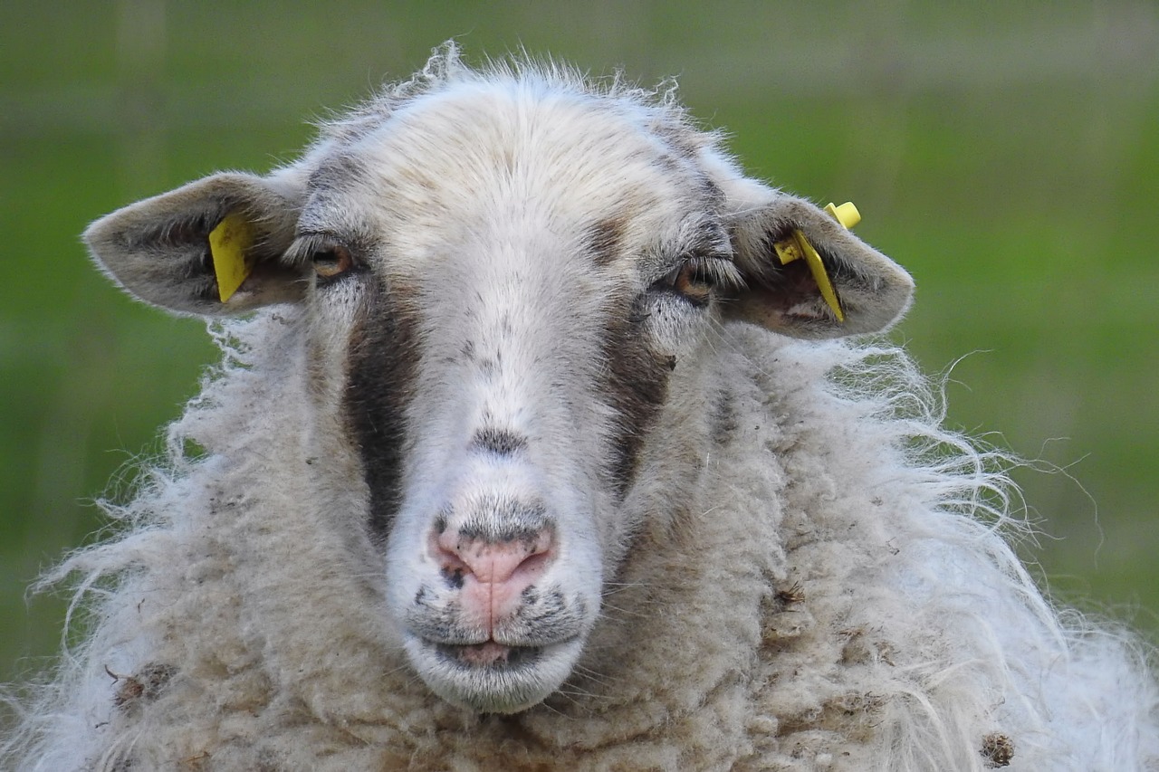 sheep  sheepskin  wool free photo