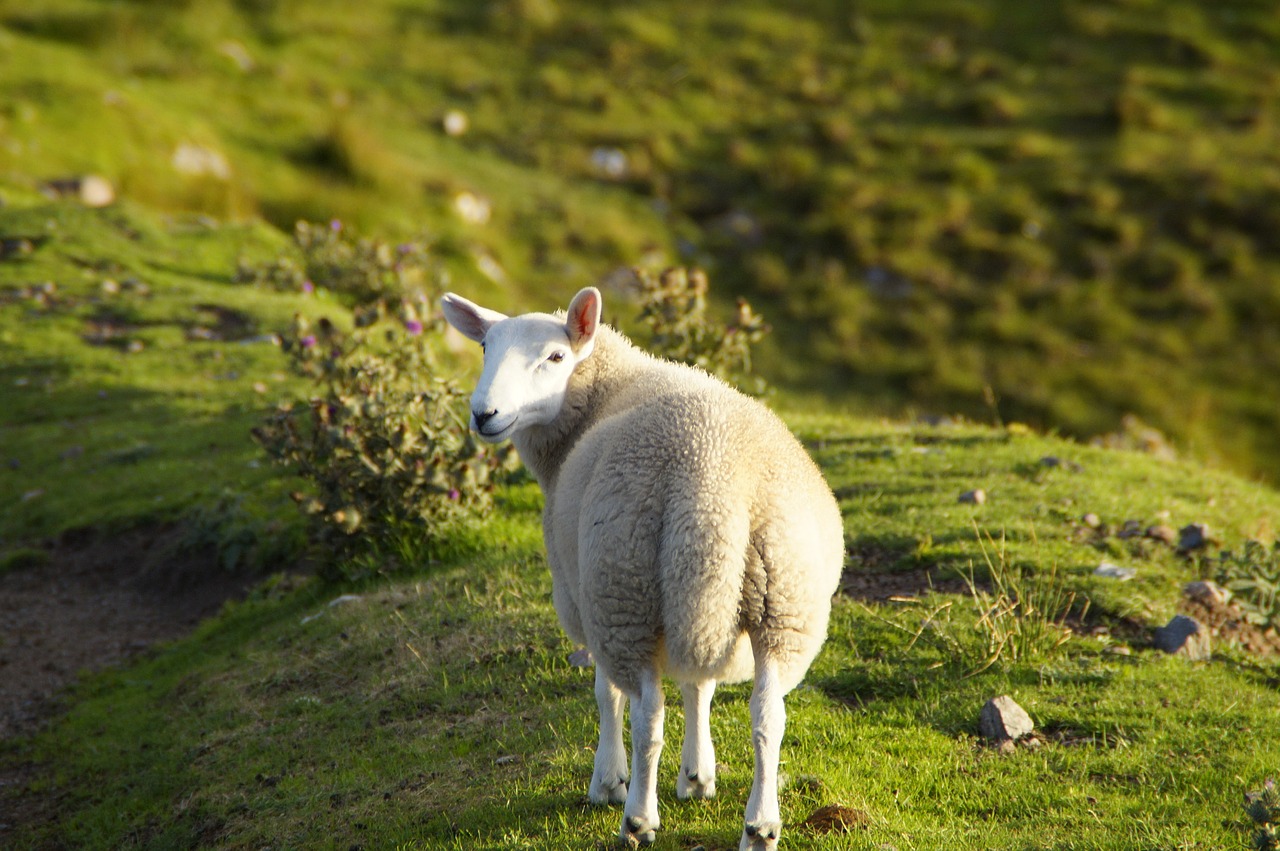 sheep  scotland  highlands and islands free photo