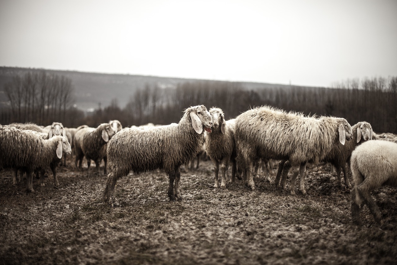 sheep animals flock free photo