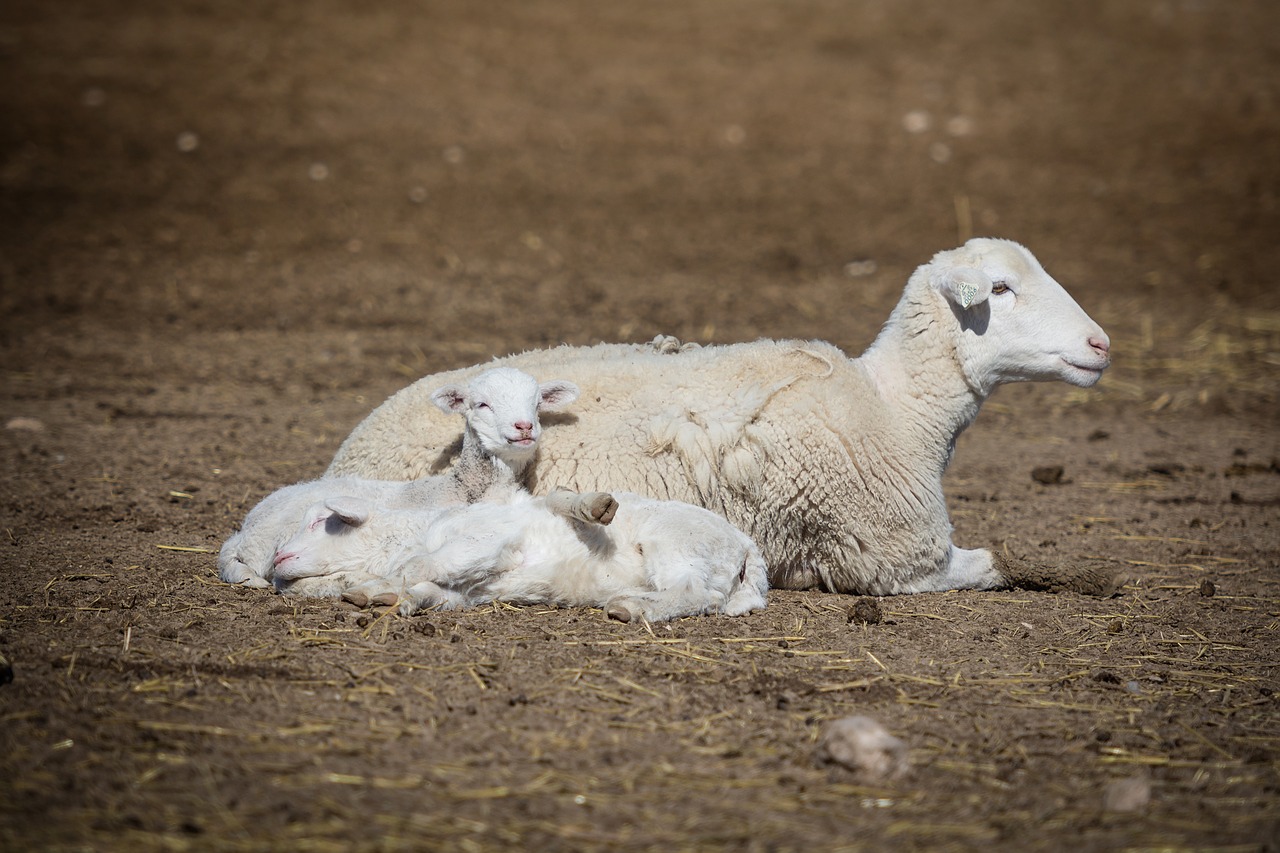 sheep  lamb  baby free photo