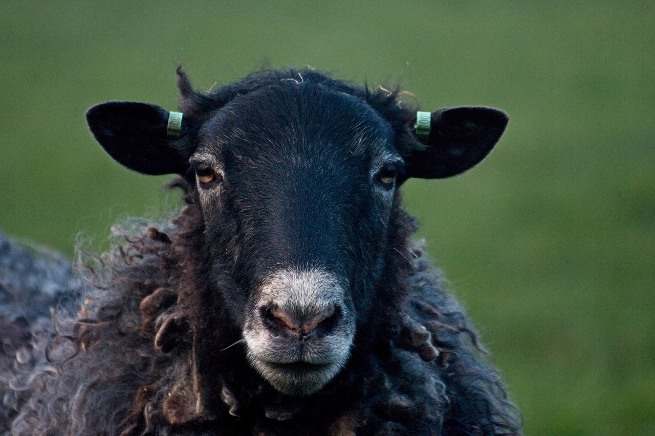 sheep  black sheep  wool free photo