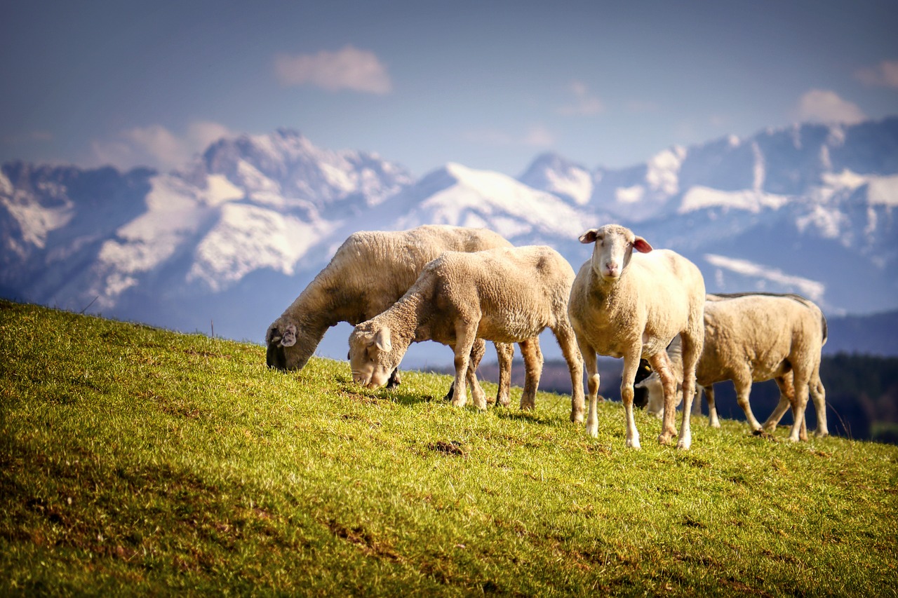 sheep  pasture  meadow free photo