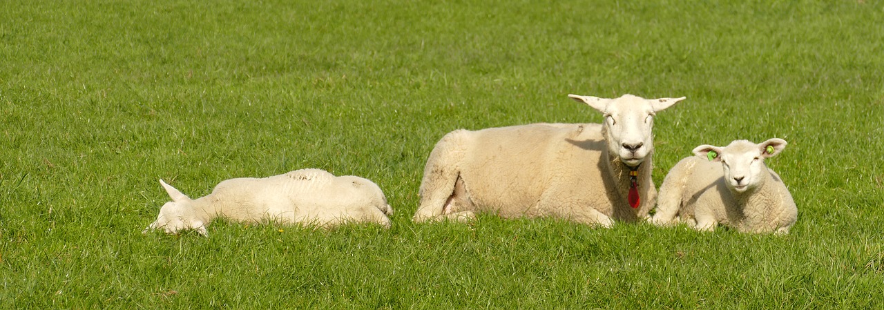 sheep  lamb  cattle free photo