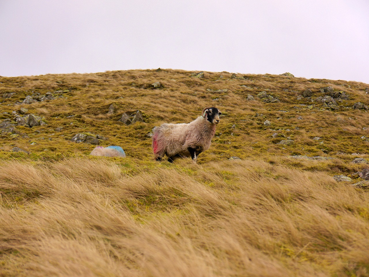 sheep  grass  landscape free photo