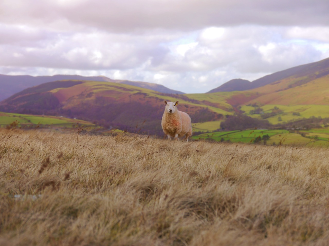 sheep  grass  landscape free photo