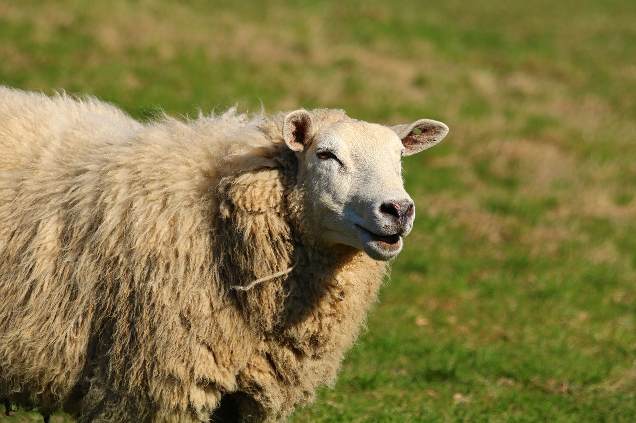 sheep  mammal  animal free photo