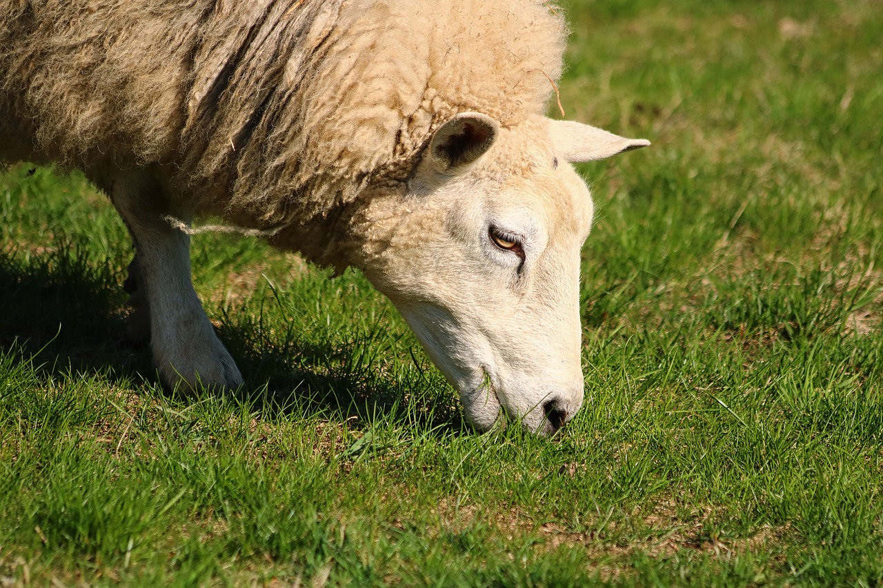 sheep  mammal  animal free photo