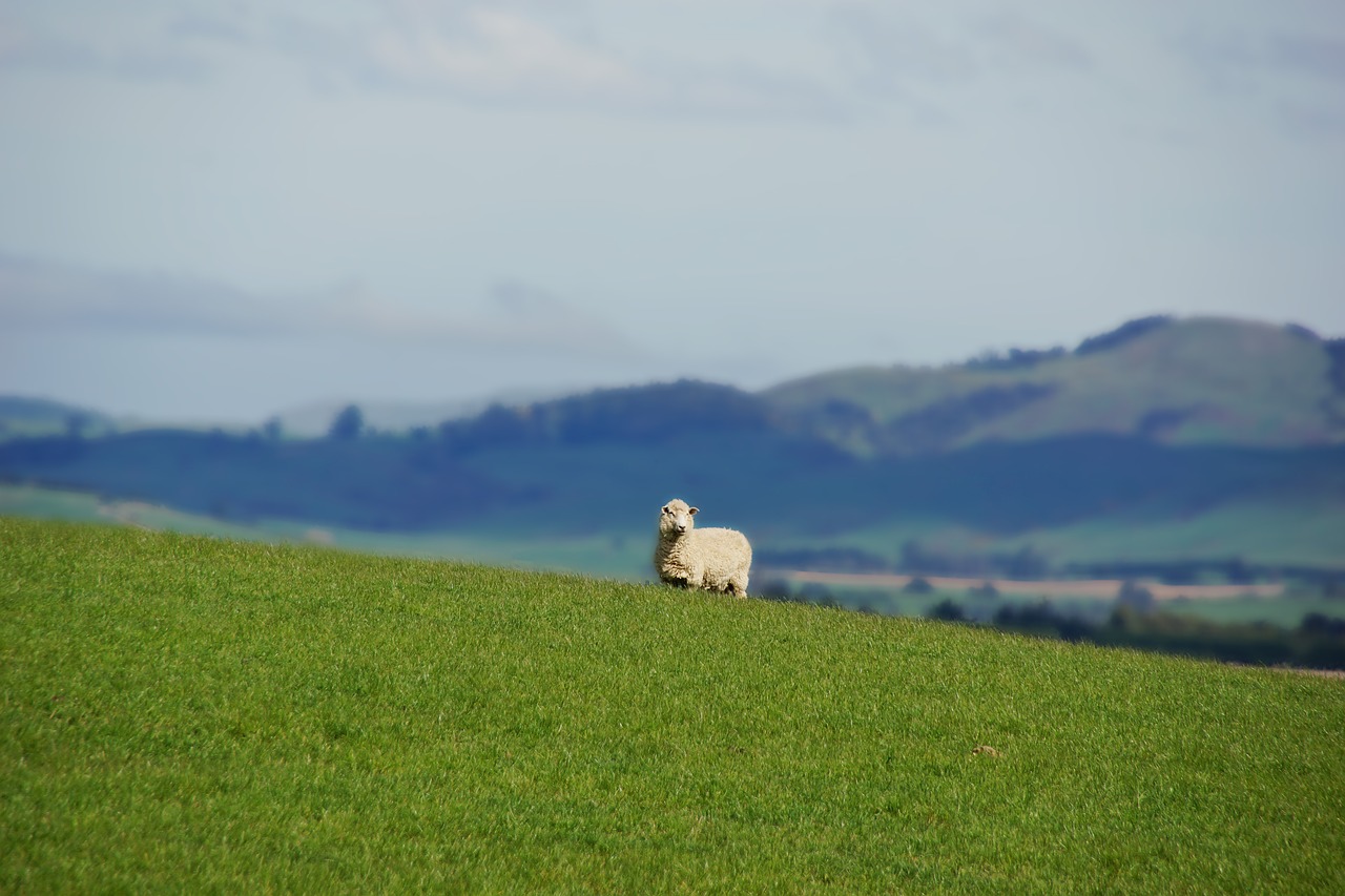 sheep  animal  nature free photo