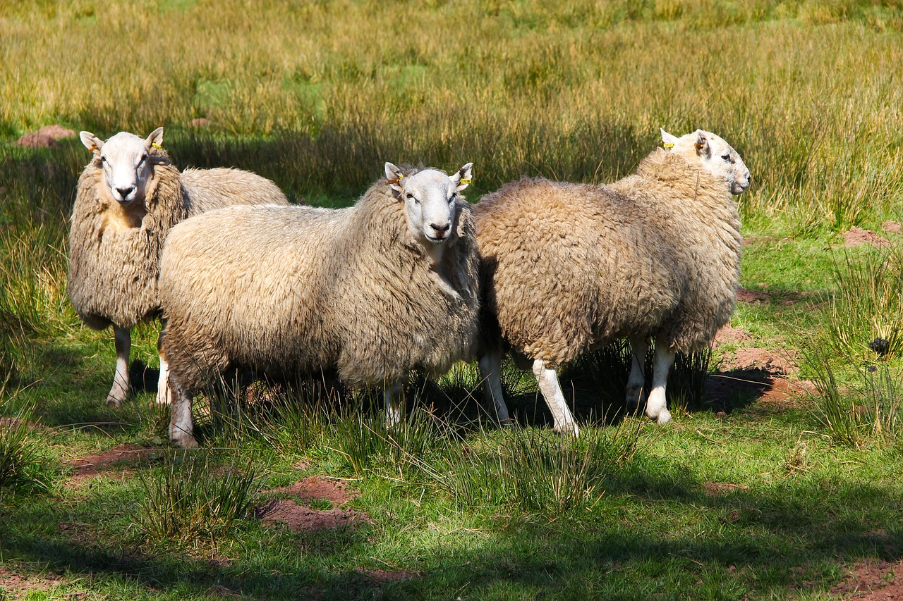 sheep  livestock  wool free photo