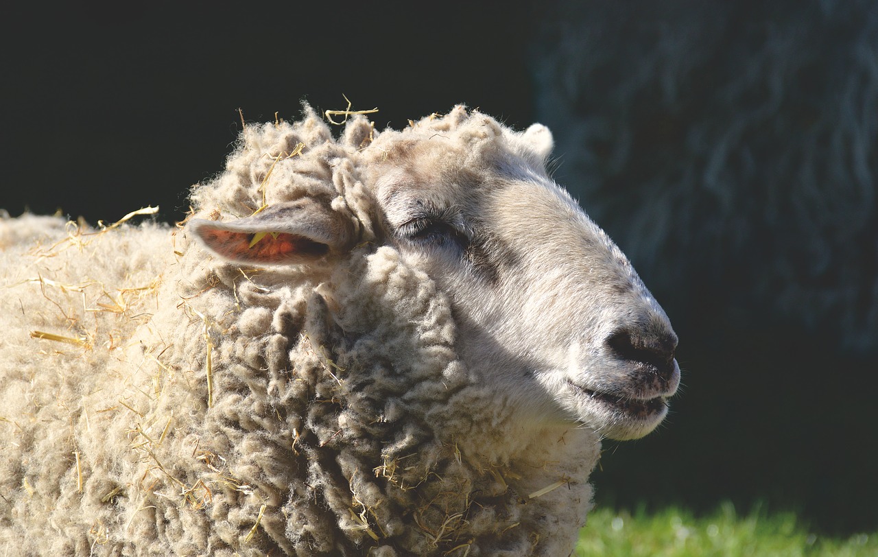 sheep  wool  animal free photo