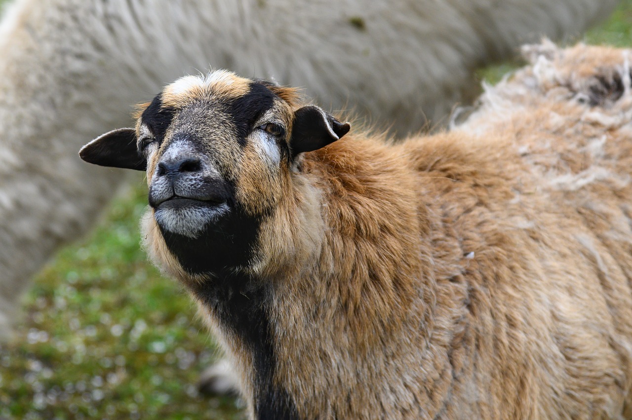 sheep  animal  mammal free photo