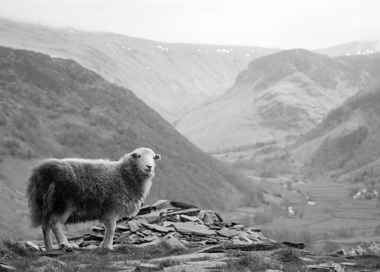 sheep  landscape  mountain free photo