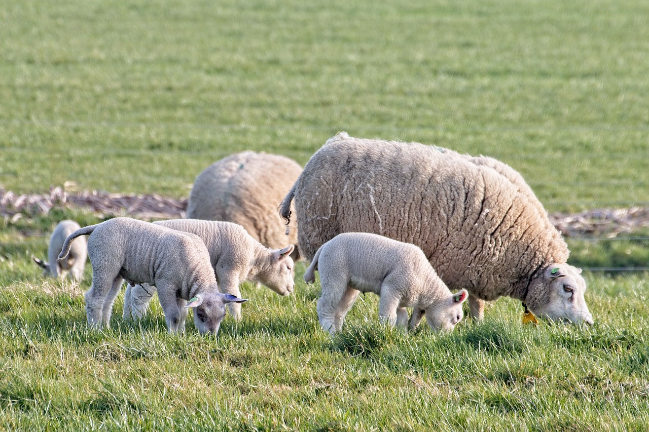 sheep  lamb  lambs free photo