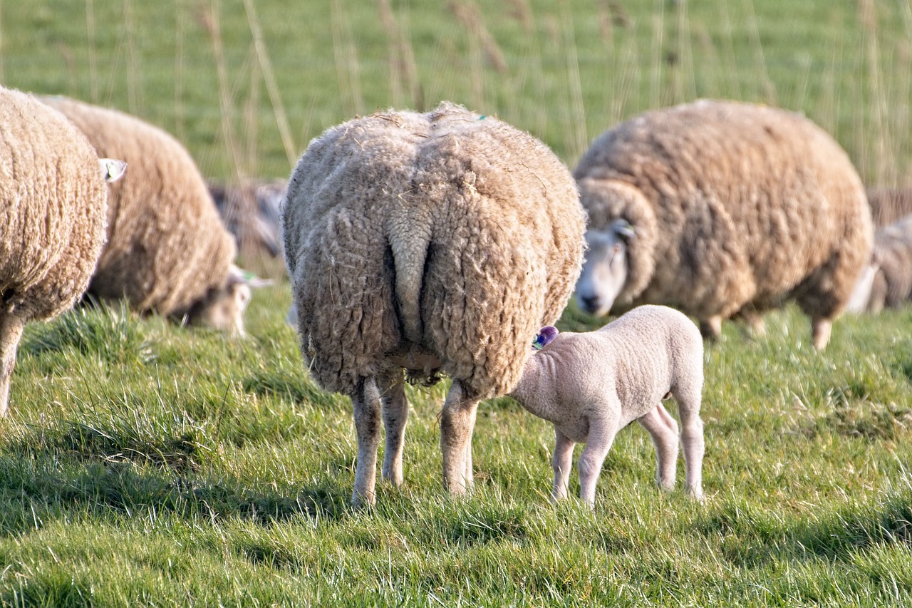 sheep  lamb  lambs free photo