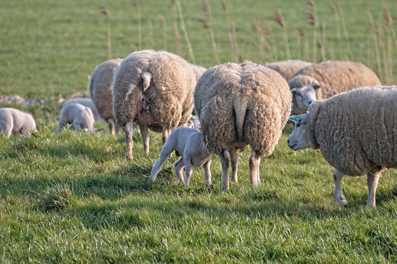 sheep  lamb  lambs free photo