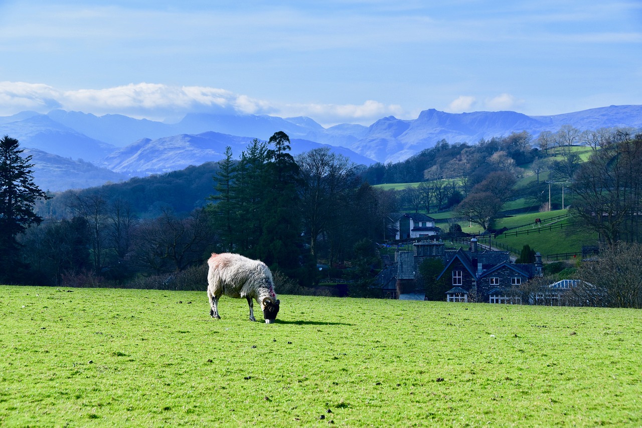 sheep  lake district  mountains free photo