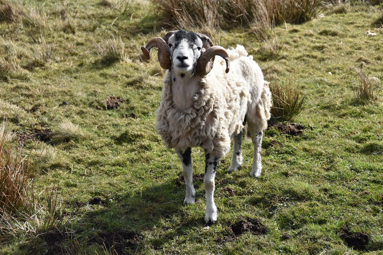 sheep  lake district  green grass free photo