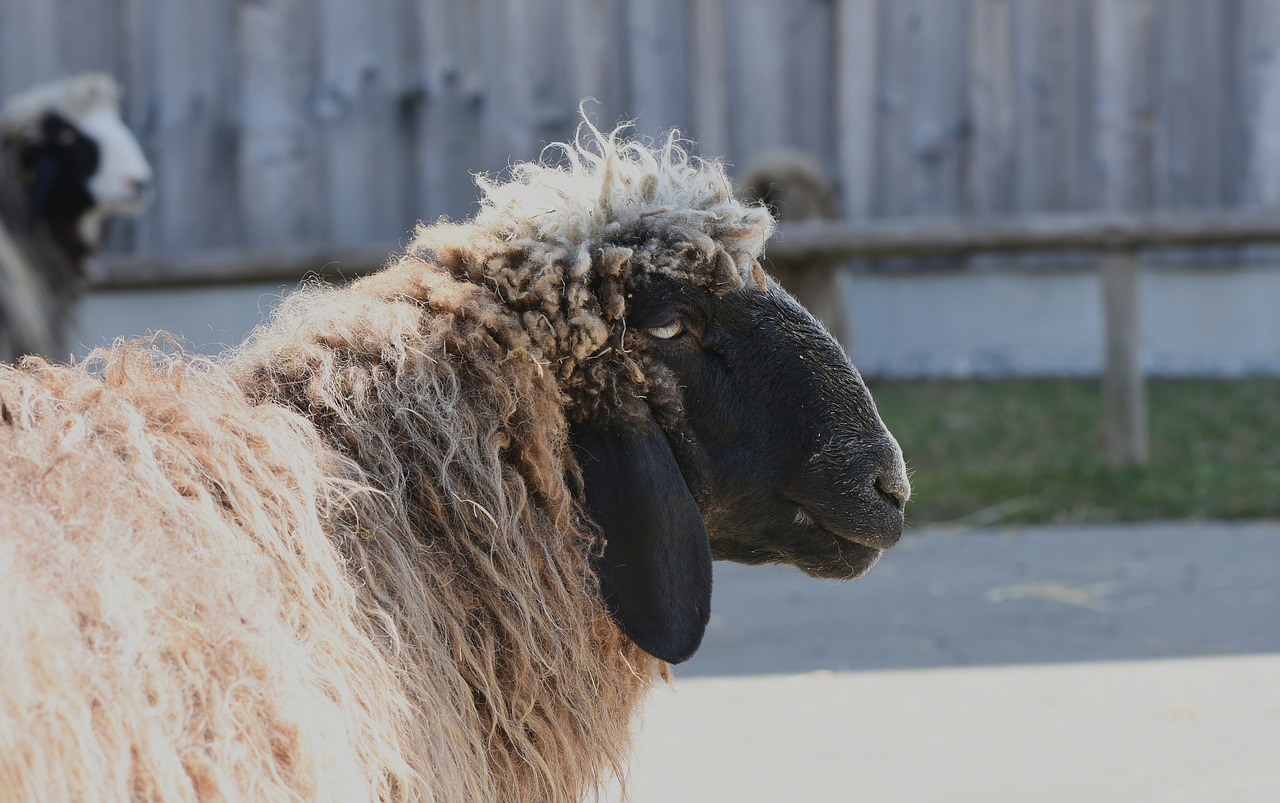 sheep  wool  animal free photo