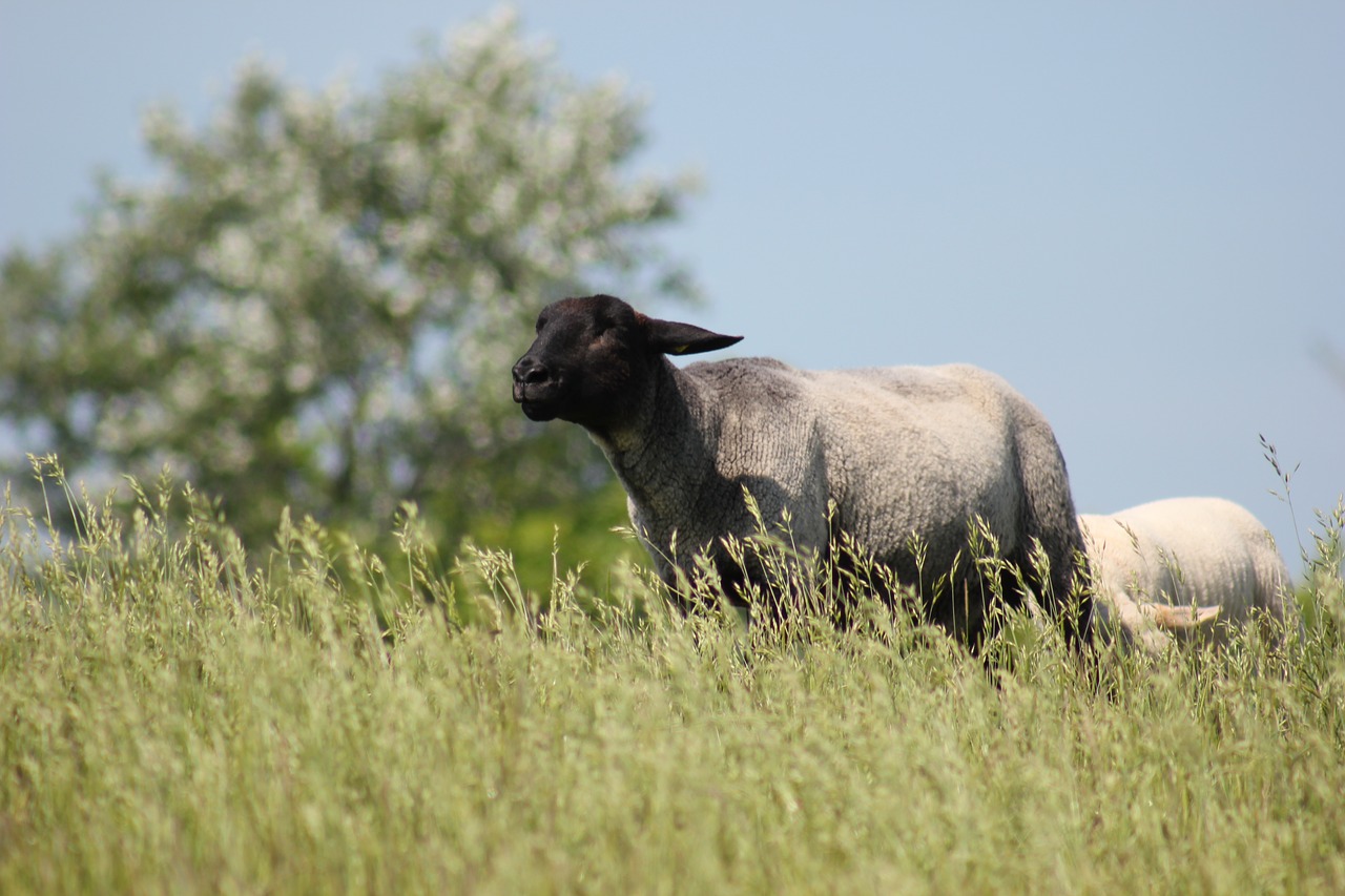 sheep  dike  meadow free photo