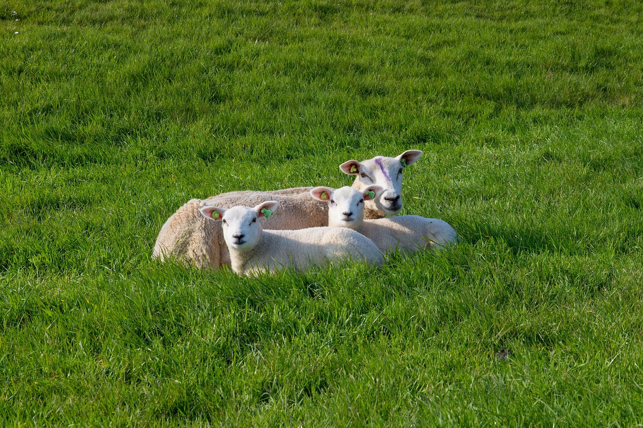 sheep  white  black free photo