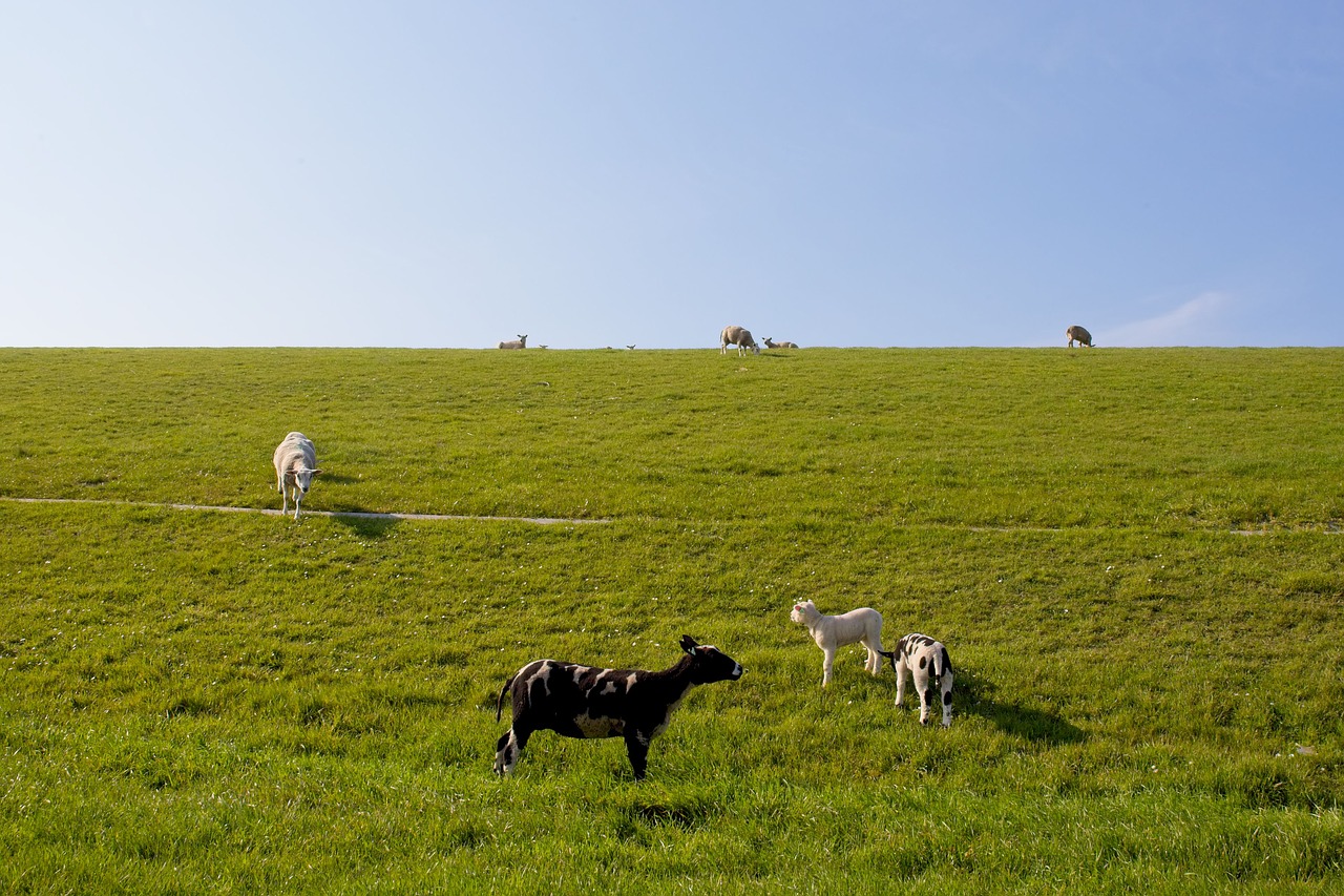 sheep  white  black free photo