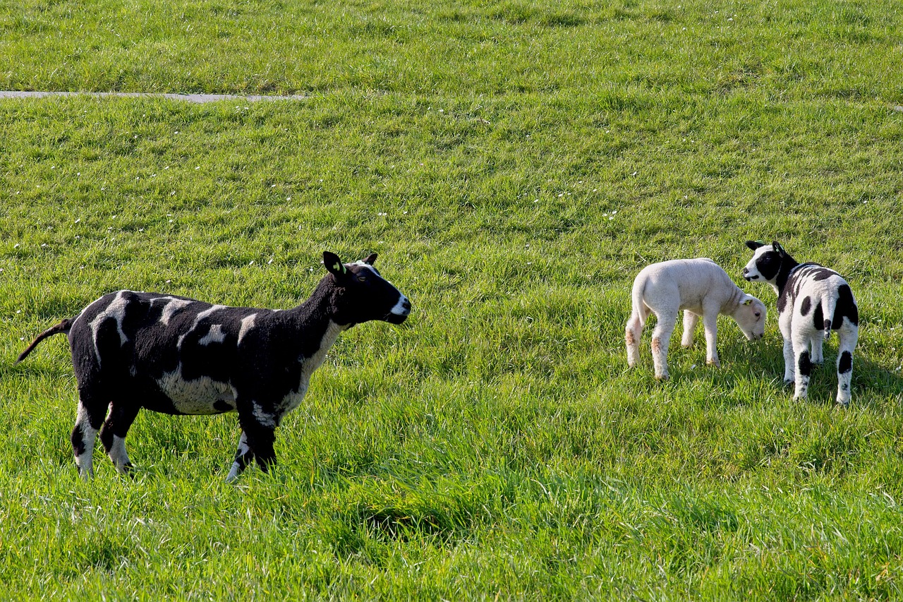sheep  white  black free photo