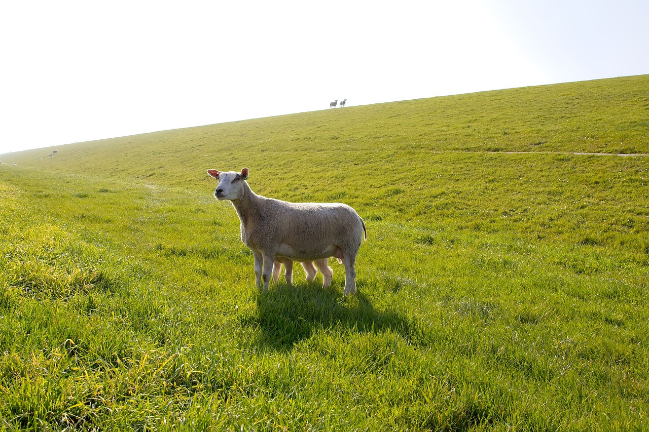 sheep  white  black free photo