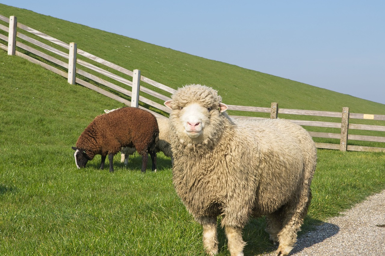 sheep  white  black free photo