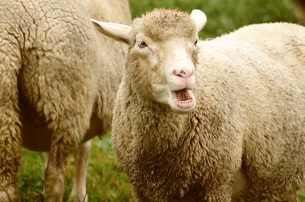 sheep  wool  animal free photo