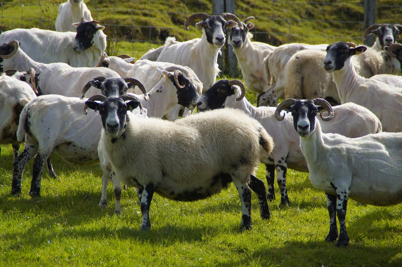 sheep  sheep farming  aries free photo
