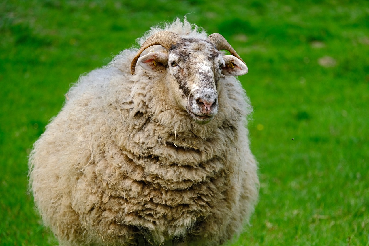 sheep  animal  wool free photo