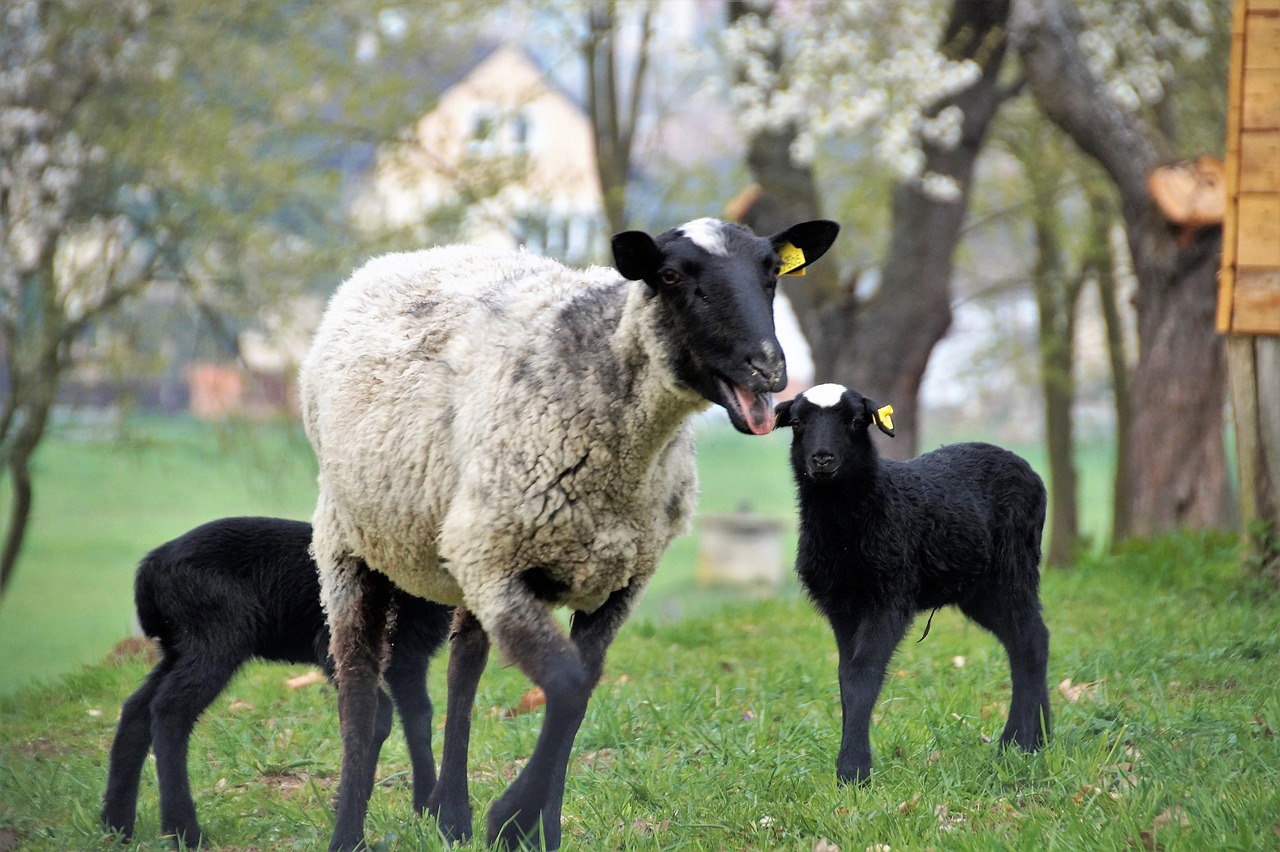 sheep  suffolk  animal free photo