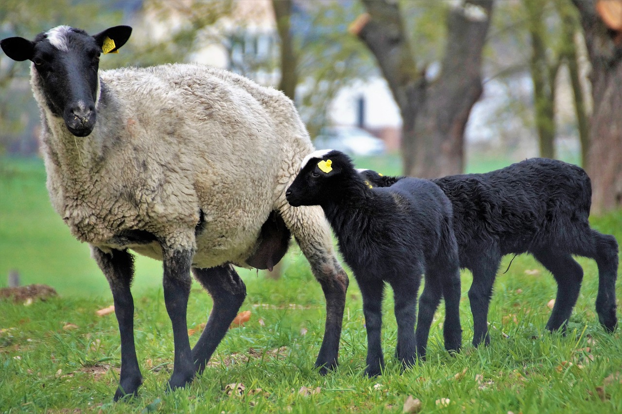 sheep  suffolk  animal free photo