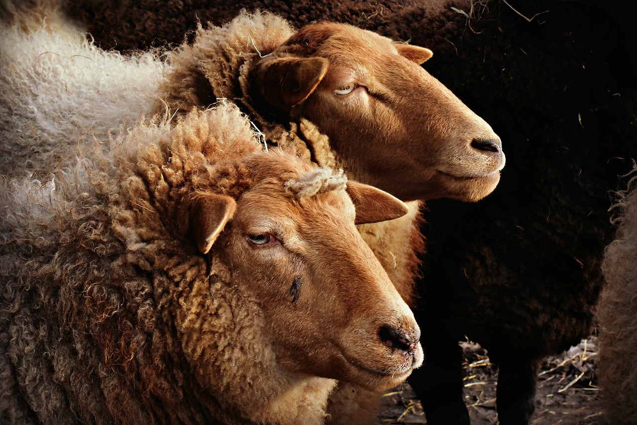 sheep  animal  ruminant free photo