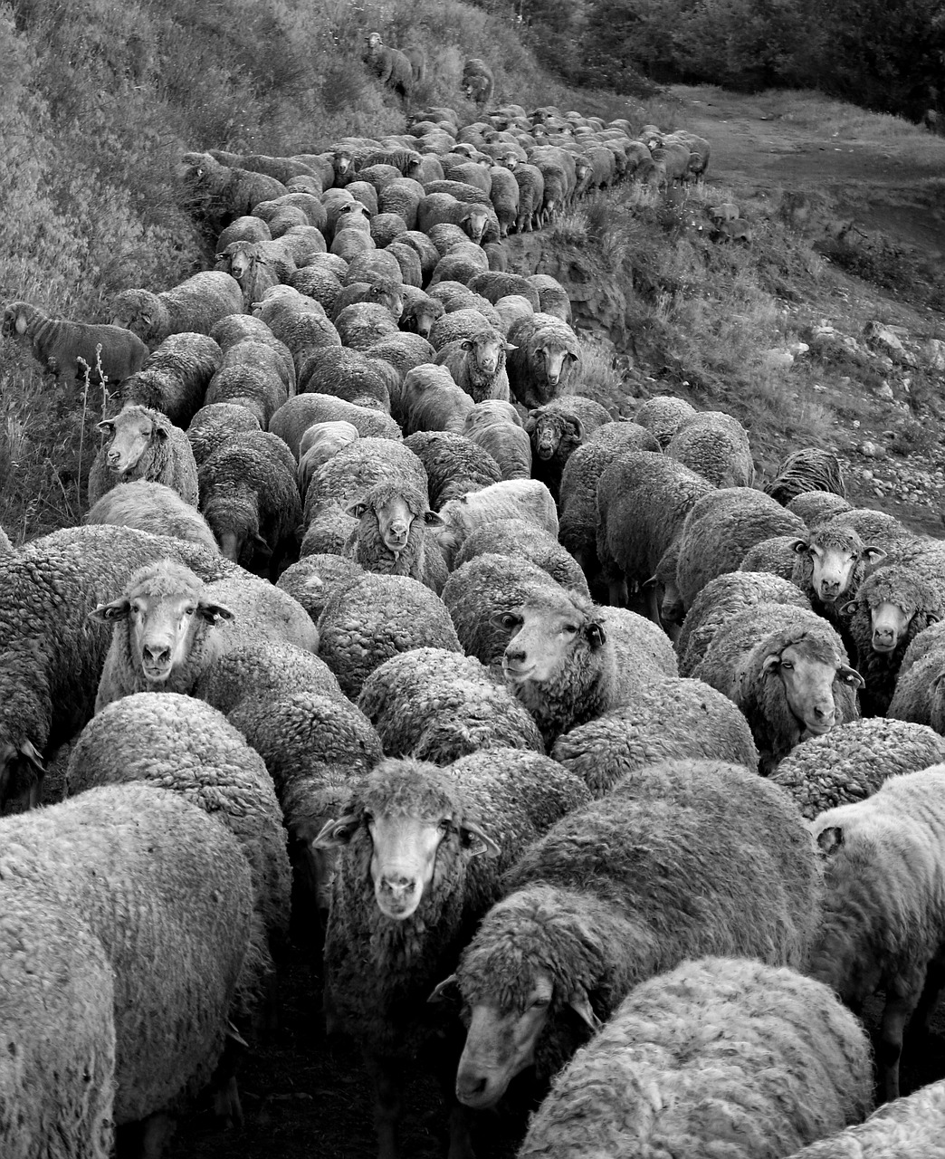 sheep  the flock  animals free photo