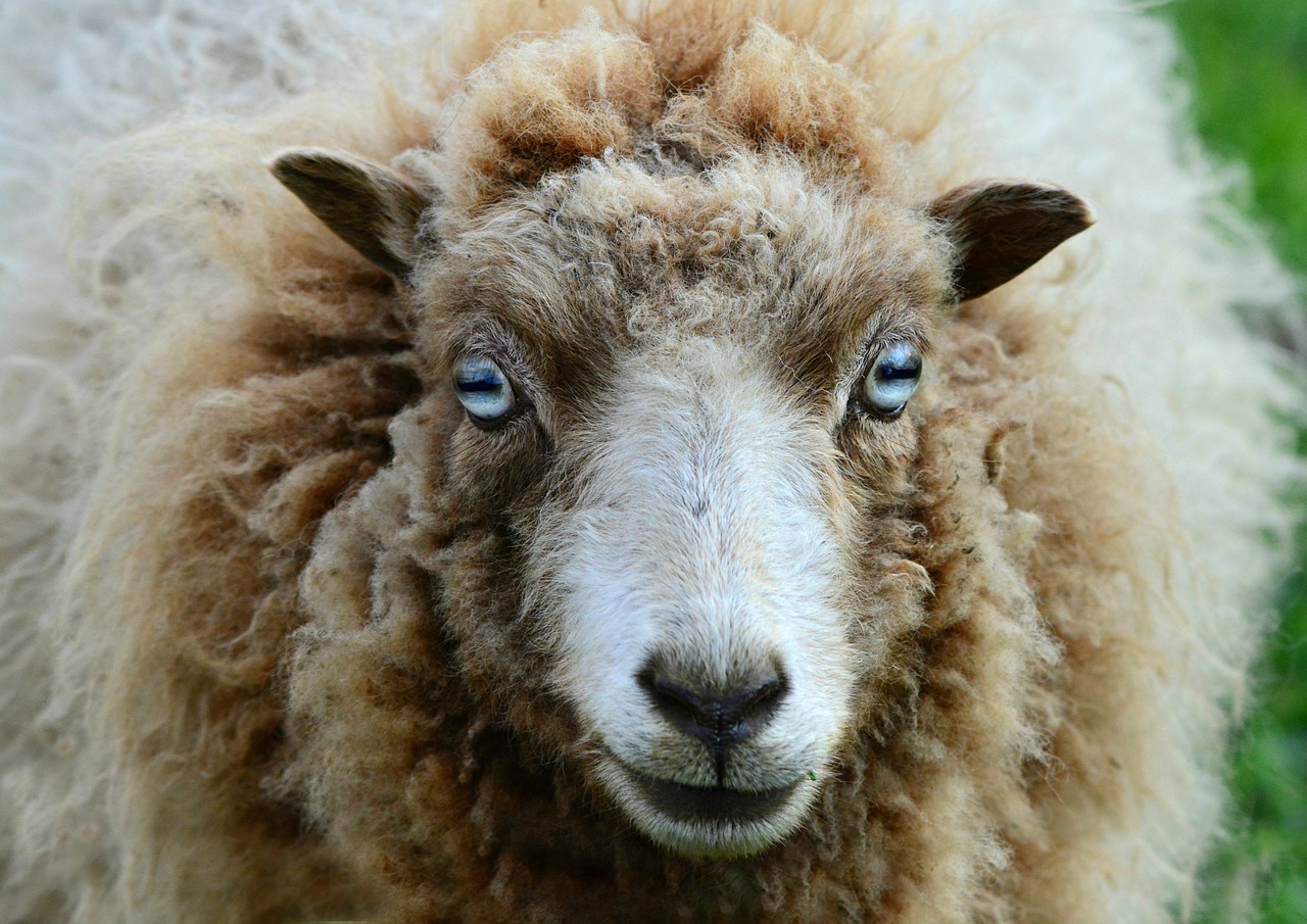sheep  ewe  ruminant free photo