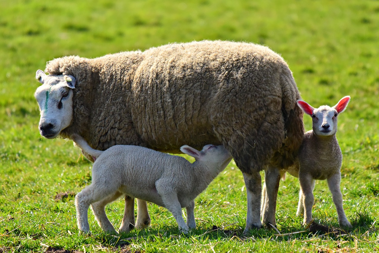 sheep  ewe  lamb free photo