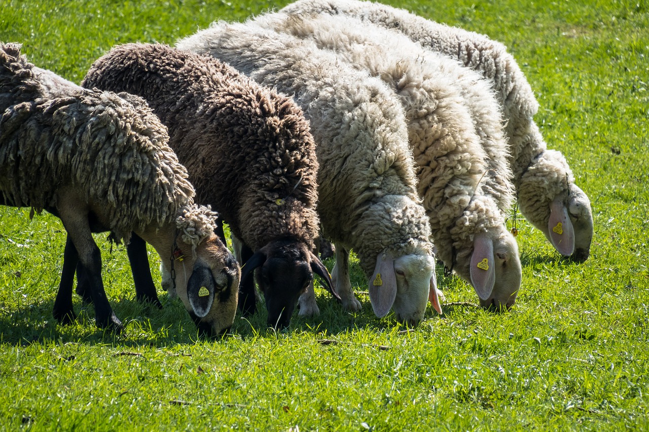 sheep  graze  eat free photo