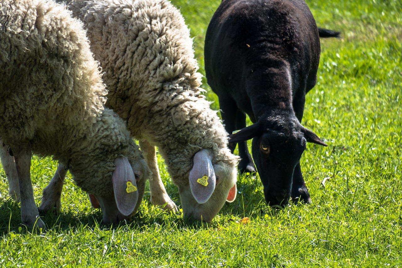 sheep  graze  black sheep free photo