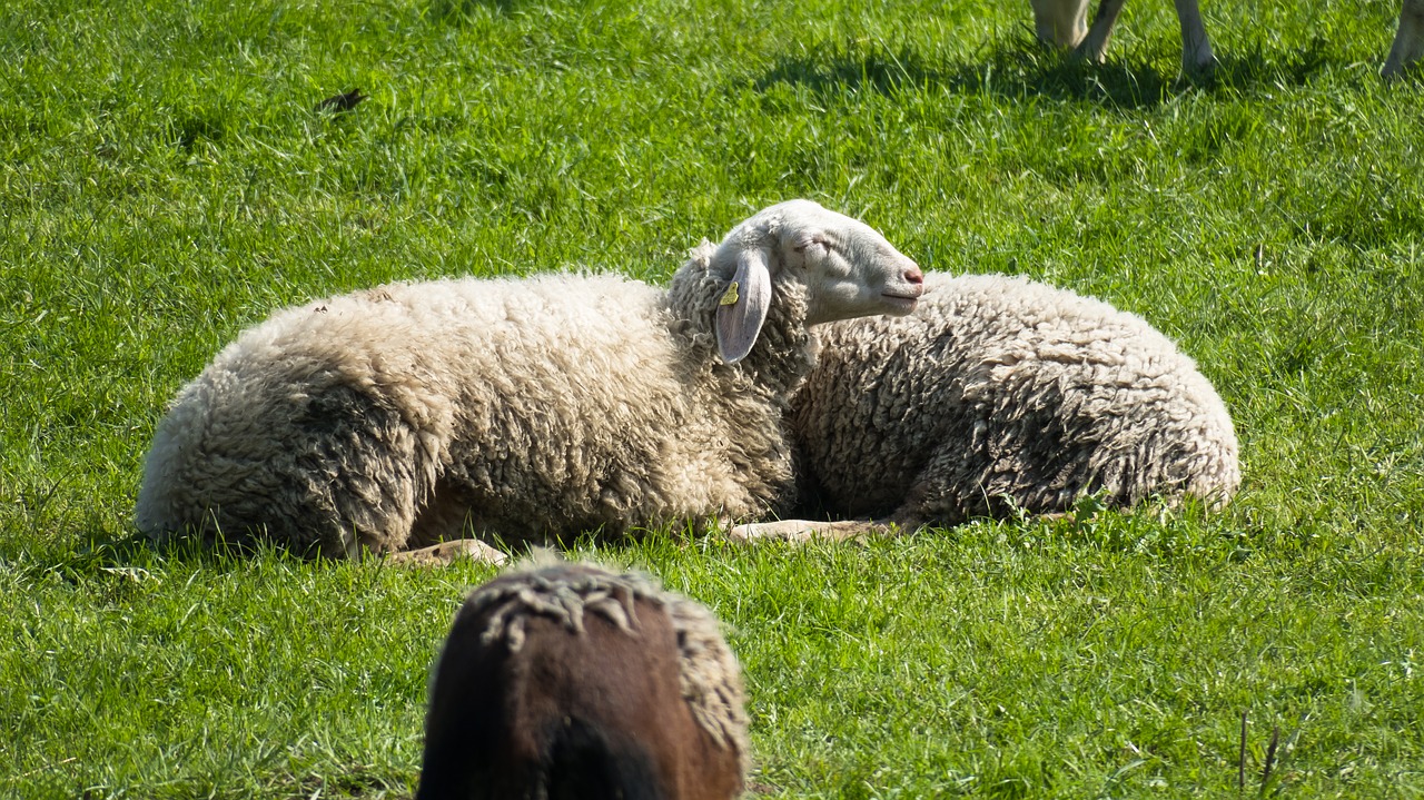 sheep  rest  concerns free photo