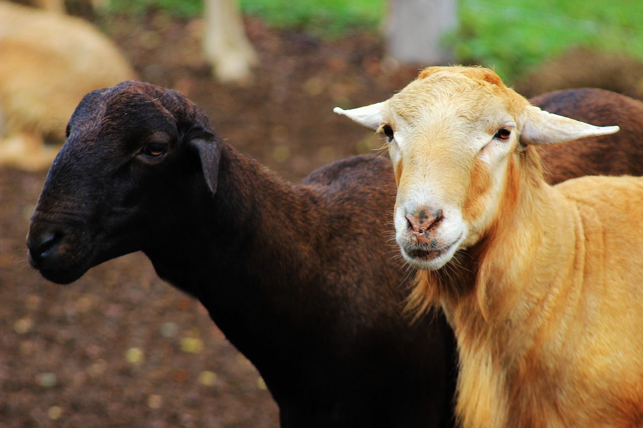 sheep  goat  ruminant free photo