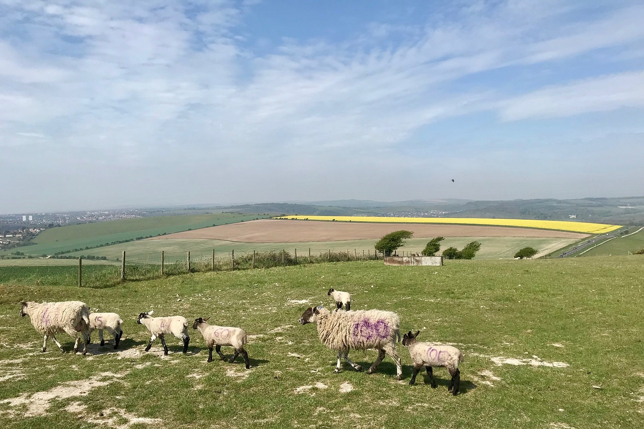 sheep  south downs  outdoors free photo