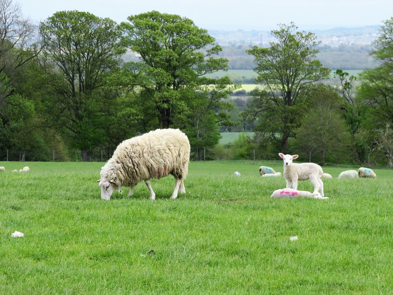 sheep  lamb  wool free photo