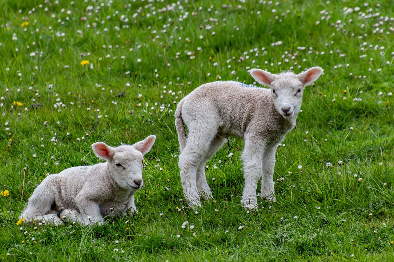 sheep  lamb  farm free photo