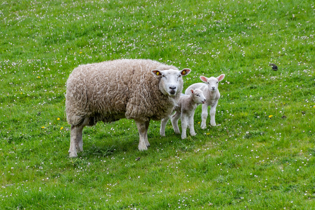 sheep  lamb  farm free photo